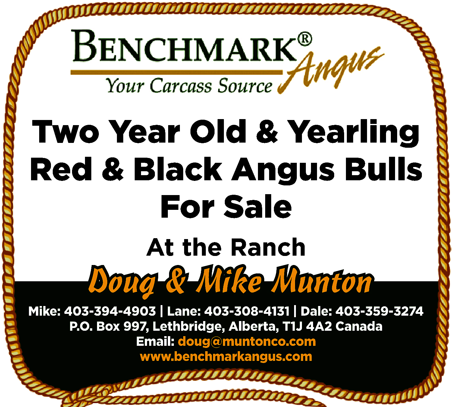 Two Year Old & Yearling  Two Year Old & Yearling  Red & Black Angus Bulls  For Sale  At the Ranch  Mike: 403-394-4903 | Lane: 403-308-4131 | Dale: 403-359-3274  P.O. Box 997, Lethbridge, Alberta, T1J 4A2 Canada  Email: doug@muntonco.com  www.benchmarkangus.com    