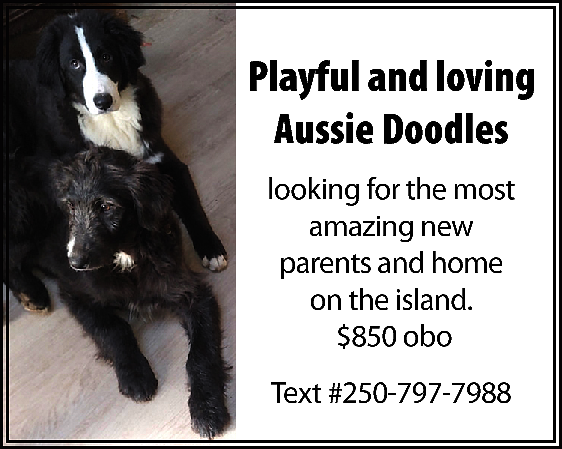 Playful and loving <br>Aussie Doodles  Playful and loving  Aussie Doodles  looking for the most  amazing new  parents and home  on the island.  $850 obo  Text #250-797-7988    