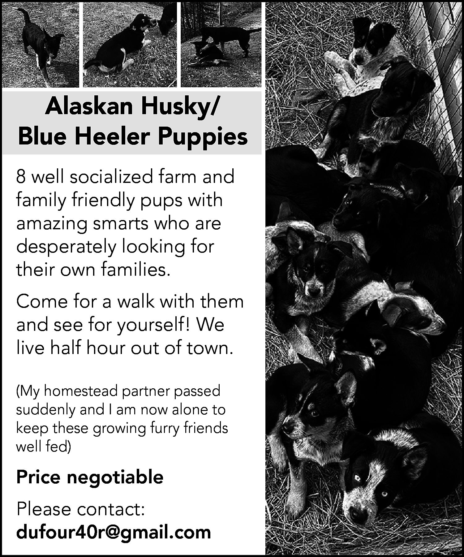 Alaskan Husky/ <br>Blue Heeler Puppies  Alaskan Husky/  Blue Heeler Puppies  8 well socialized farm and  family friendly pups with  amazing smarts who are  desperately looking for  their own families.  Come for a walk with them  and see for yourself! We  live half hour out of town.  (My homestead partner passed  suddenly and I am now alone to  keep these growing furry friends  well fed)    Price negotiable  Please contact:  dufour40r@gmail.com    